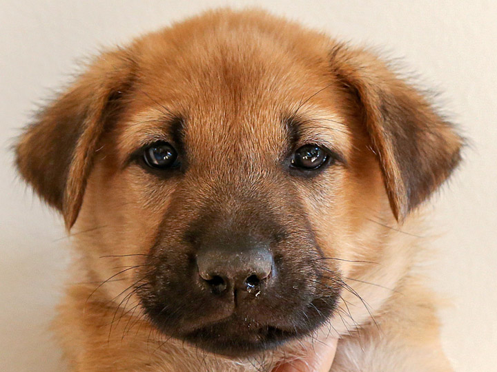 chinook puppy